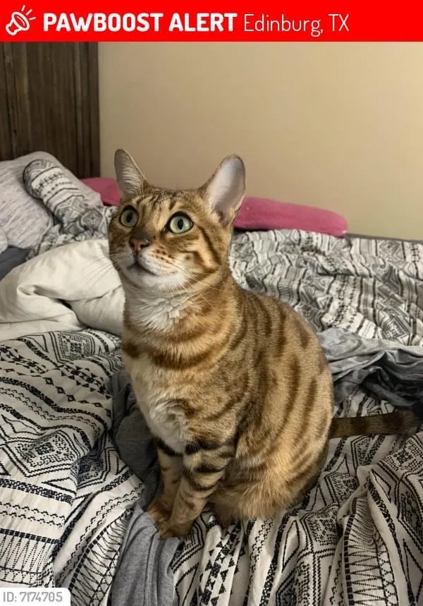 Lost cat in Edinburg, TX, 78541