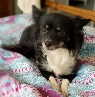 Lost dog in Louisville, KY, 40212