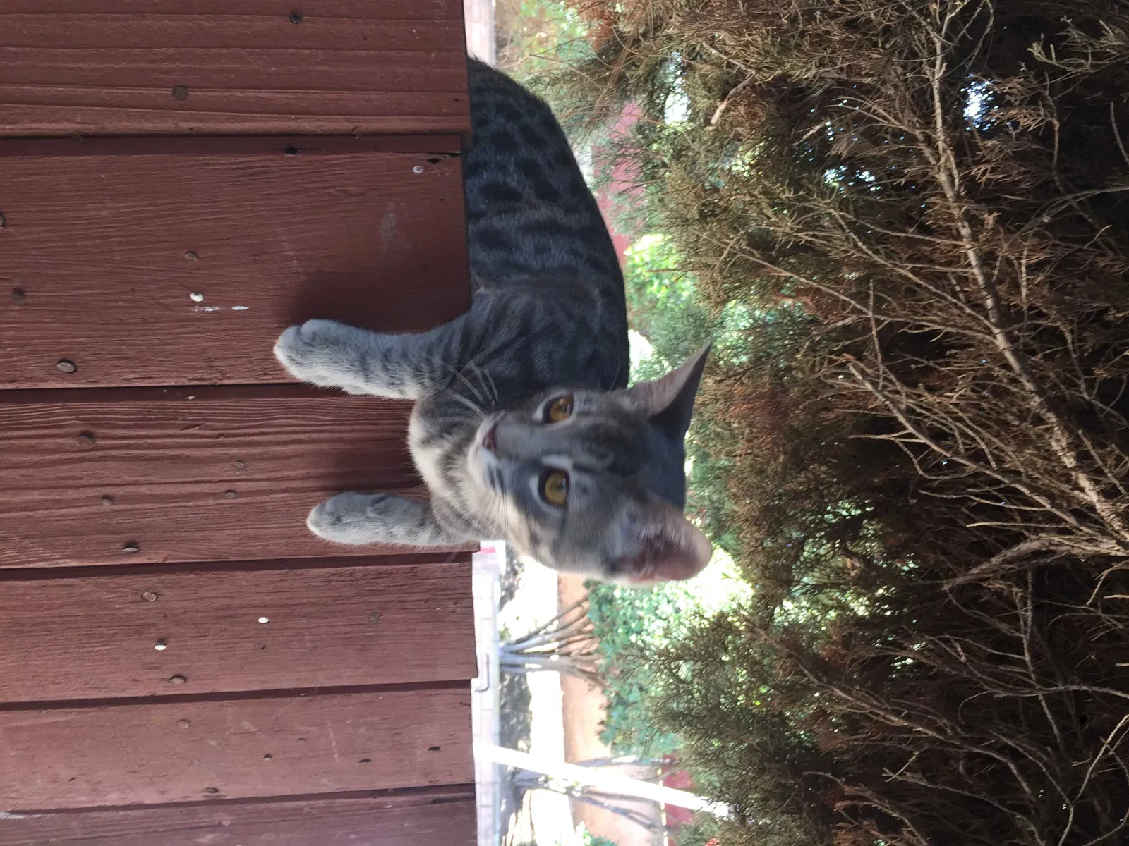 Lost cat in El Cajon, CA, 92020