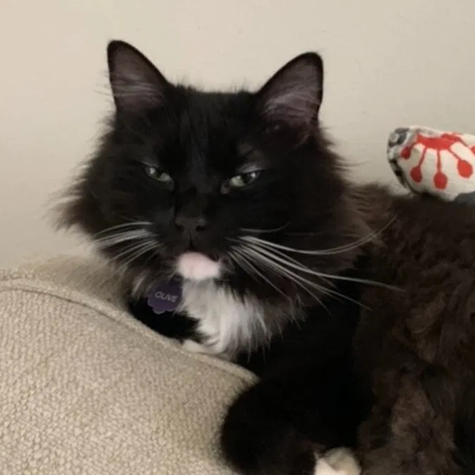 Lost cat in Baton Rouge, LA, 70809
