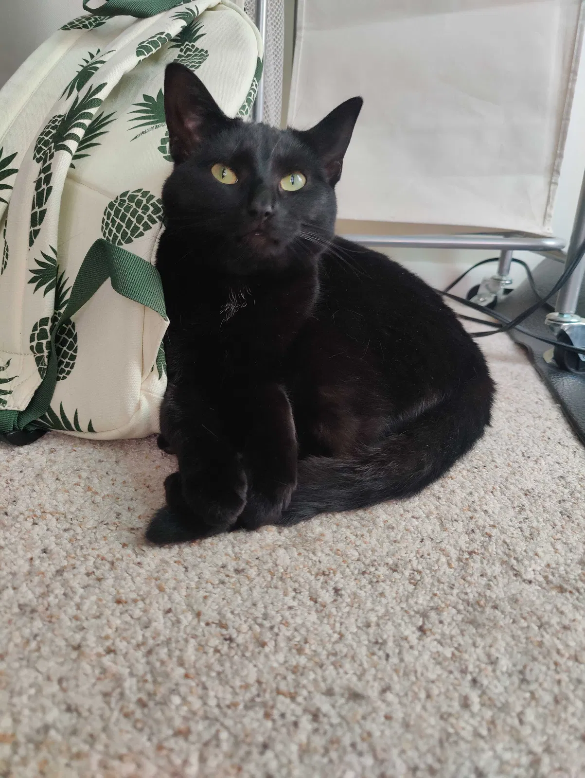 Lost cat in Pittsfield, MA, 1201
