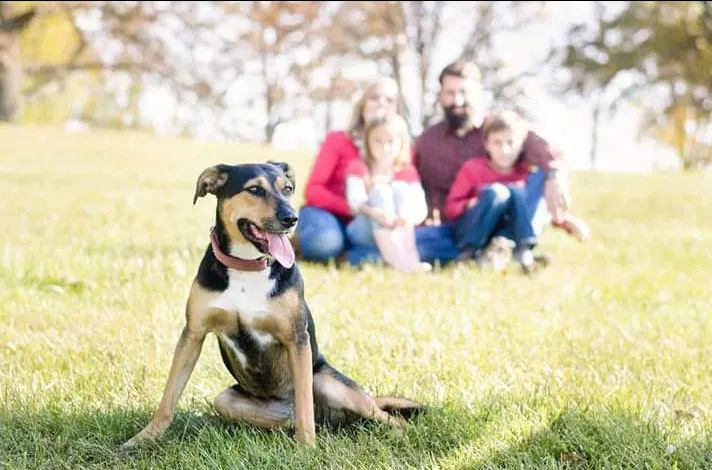 Lost dog in Gilbert, IA, 50105