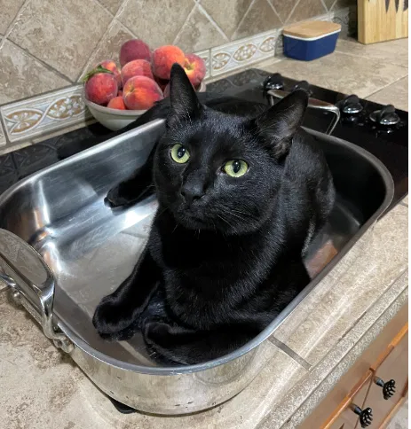 Lost cat in Gloucester, VA, 23061