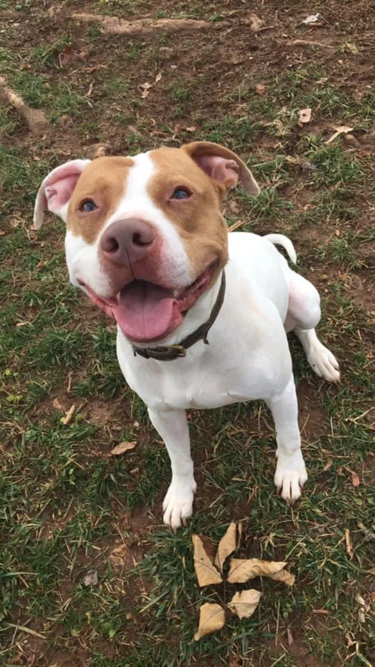 Lost dog in Greenville, SC, 29611