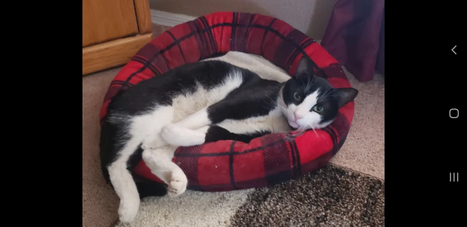 Lost cat in Tucson, AZ, 85746