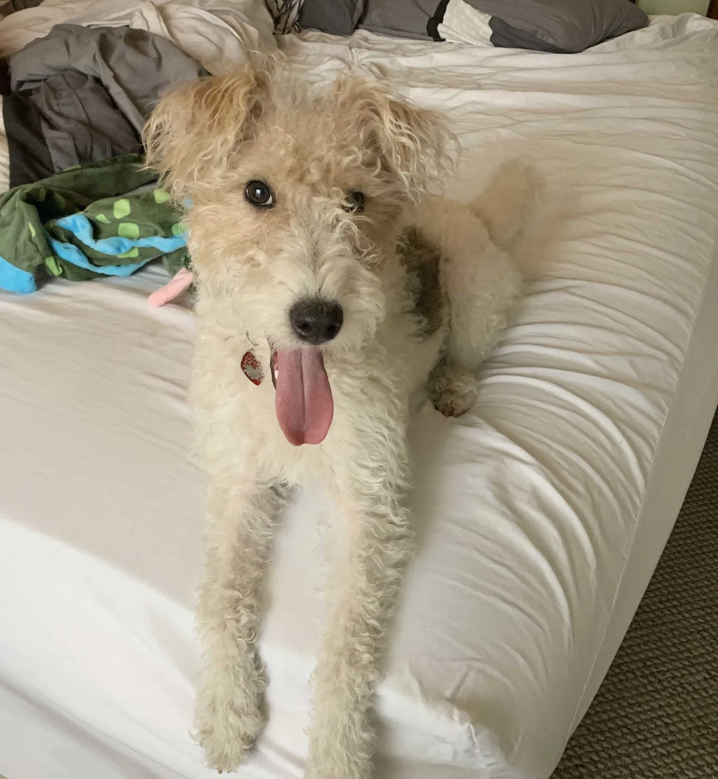 Lost dog in Lake Mary, FL, 32746