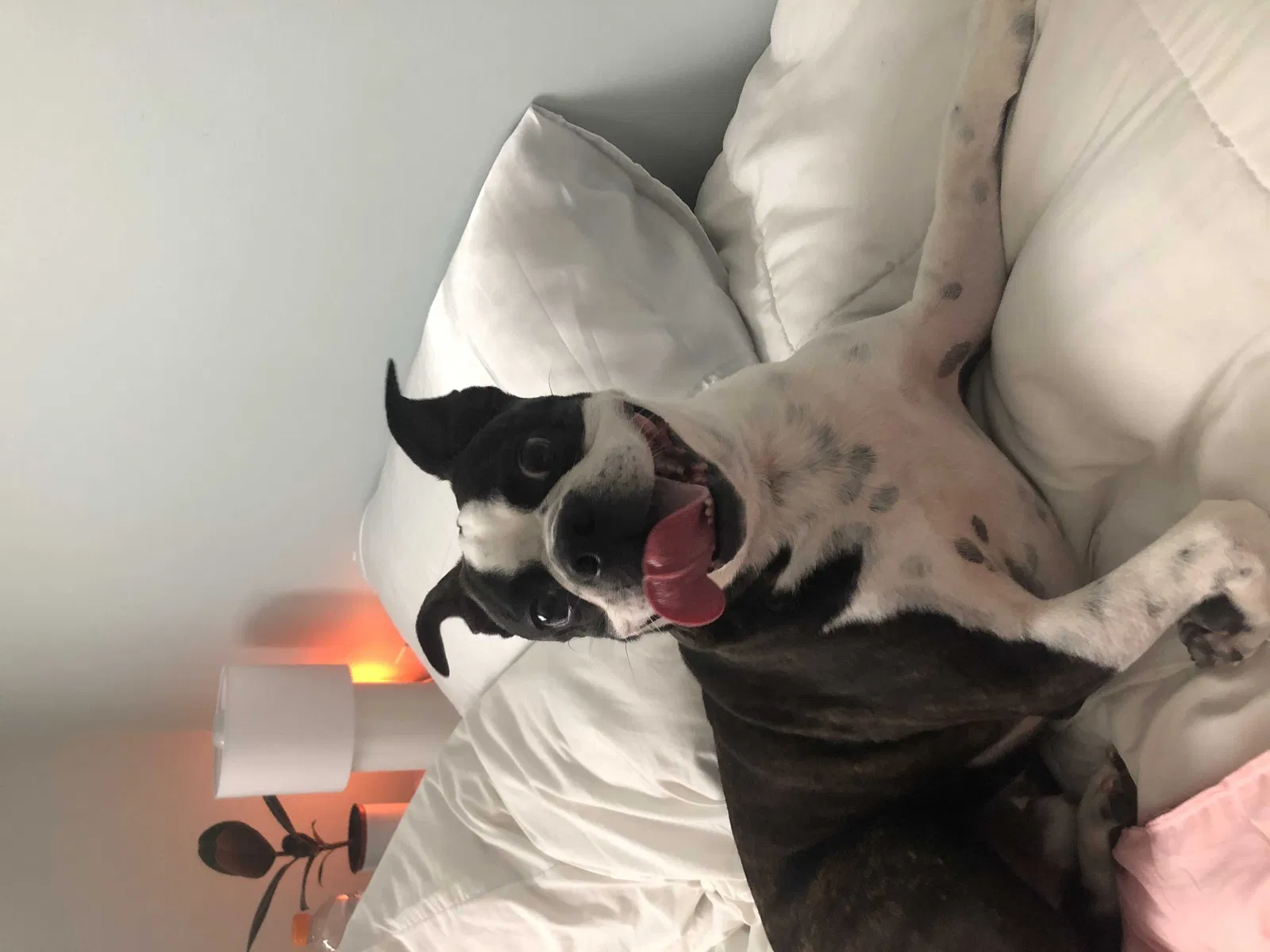 Lost dog in Spokane, WA, 99223
