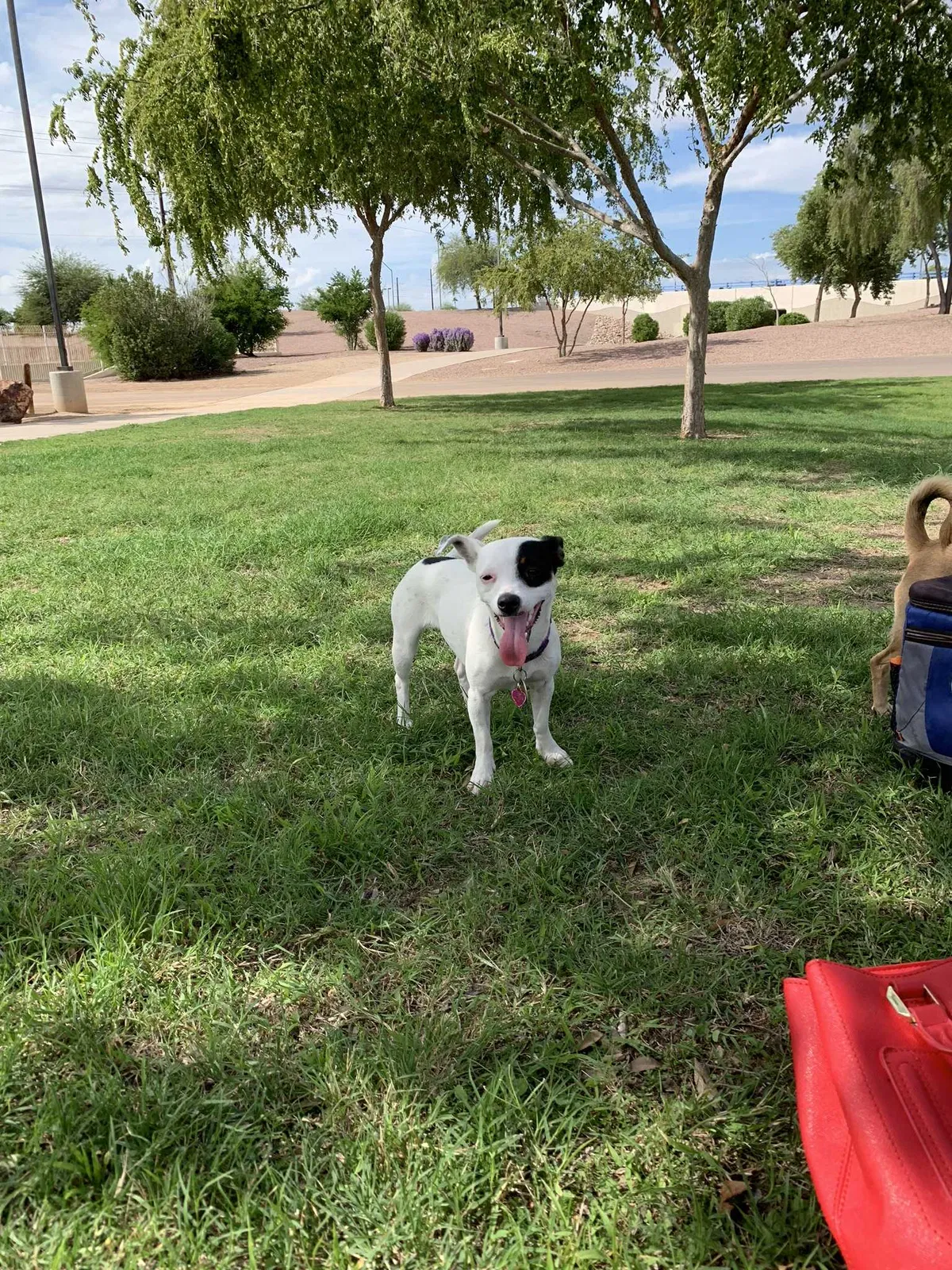 Lost dog in Glendale, AZ, 85303