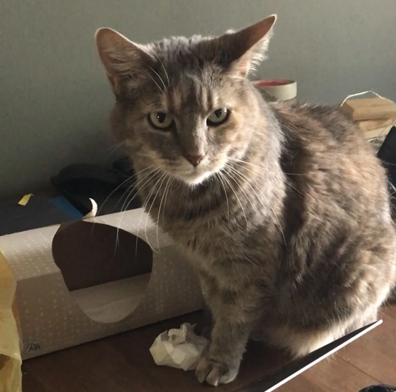 Lost cat in Cleveland, OH, 44130