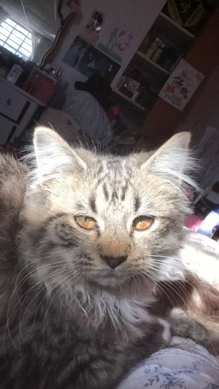 Lost cat in Kimberly, AL, 35091