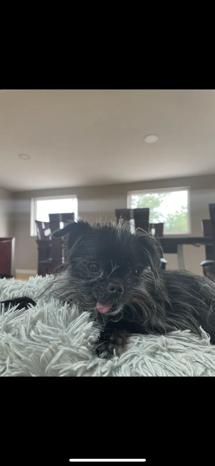 Lost dog in Albuquerque, NM, 87107