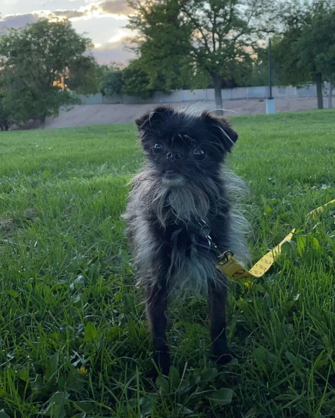 Lost dog in Albuquerque, NM, 87112