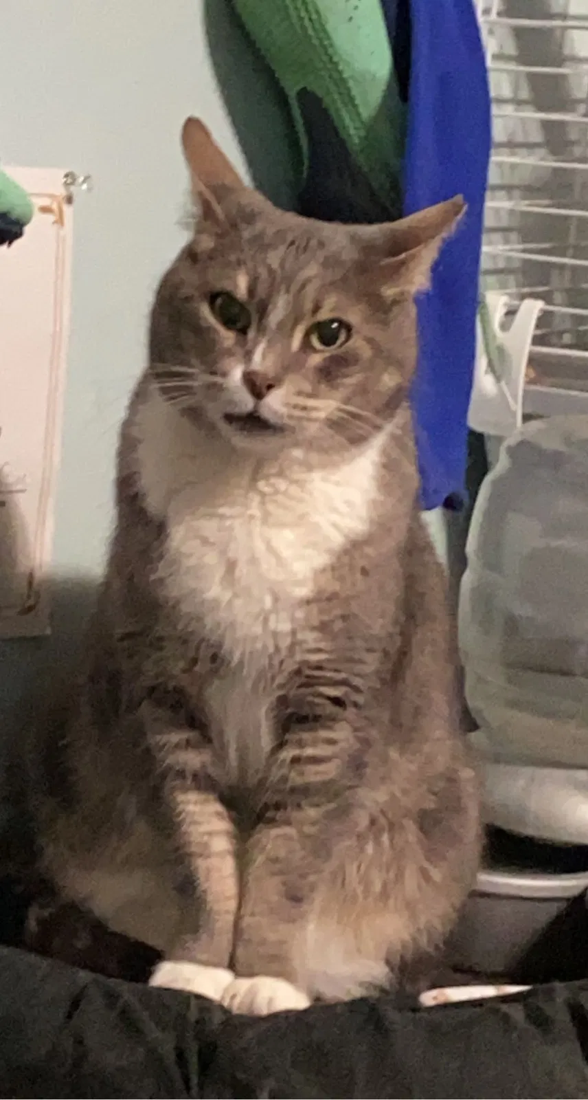 Lost cat in Leominster, MA, 1453