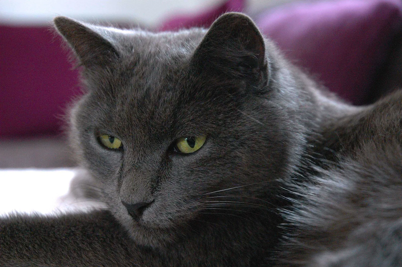 Lost cat in Saint Paul, MN, 55103