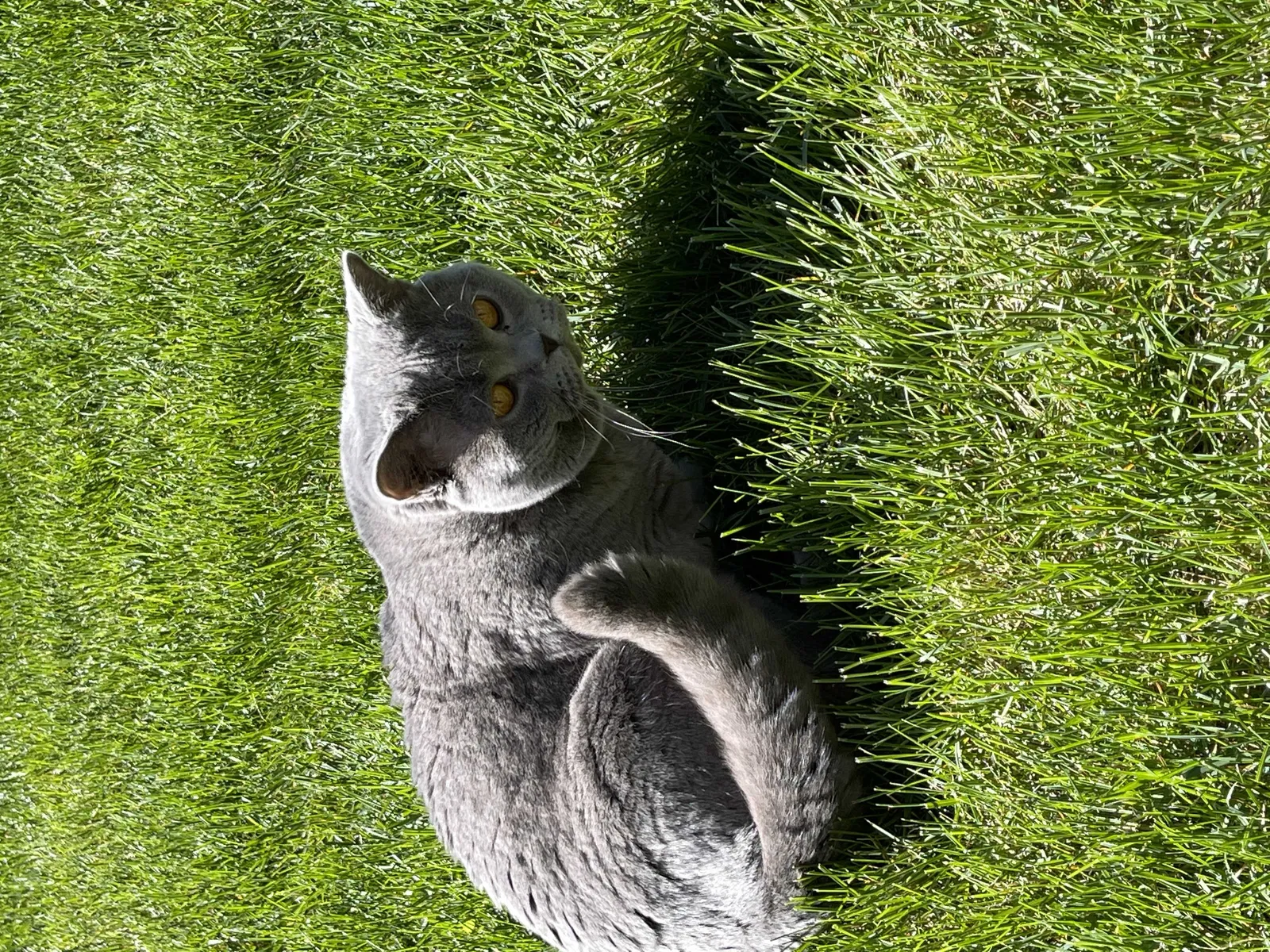 Lost cat in Aurora, CO, 80018