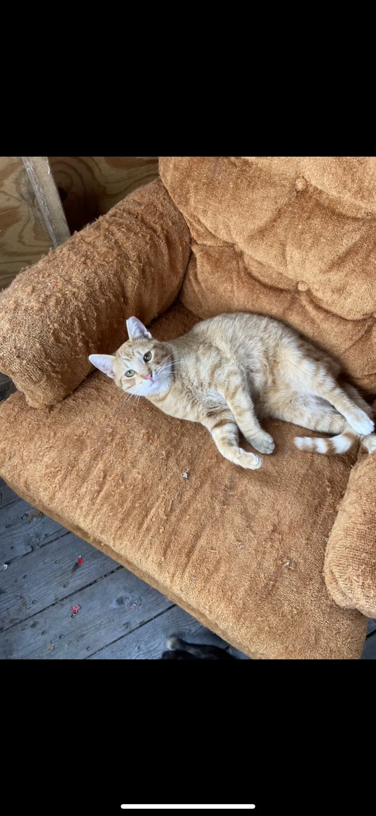 Lost cat in Seymour, WI, 54165