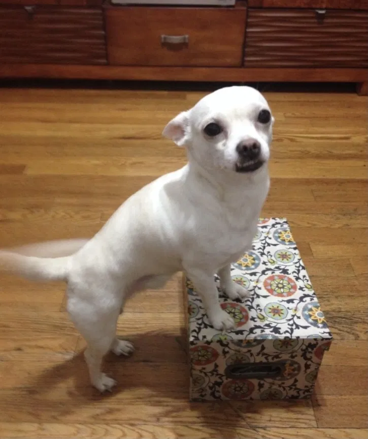 Lost dog in Humble, TX, 77338
