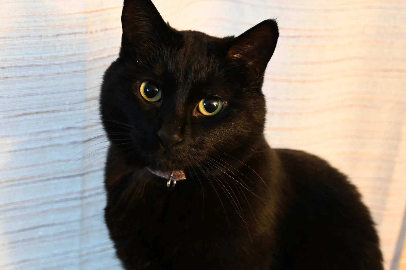 Lost cat in Ogden, UT, 84405