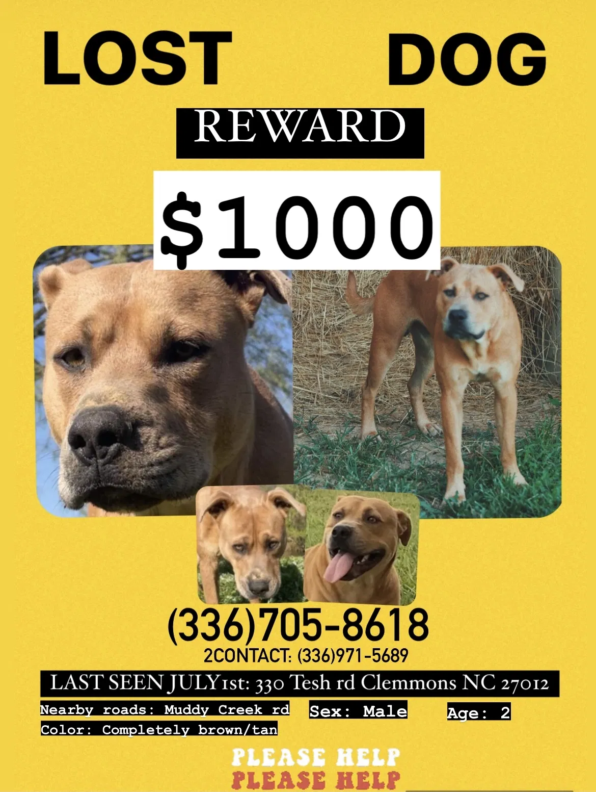 Lost dog in Clemmons, NC, 27012