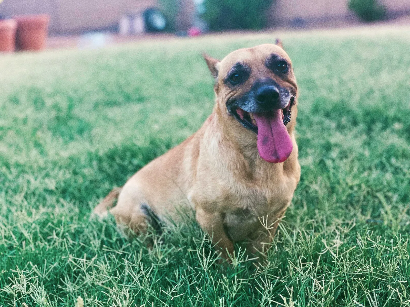 Lost dog in Phoenix, AZ, 85041