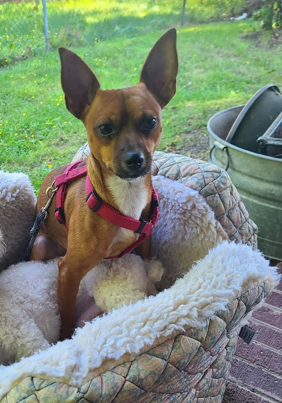 Lost dog in Greensboro, NC, 27406