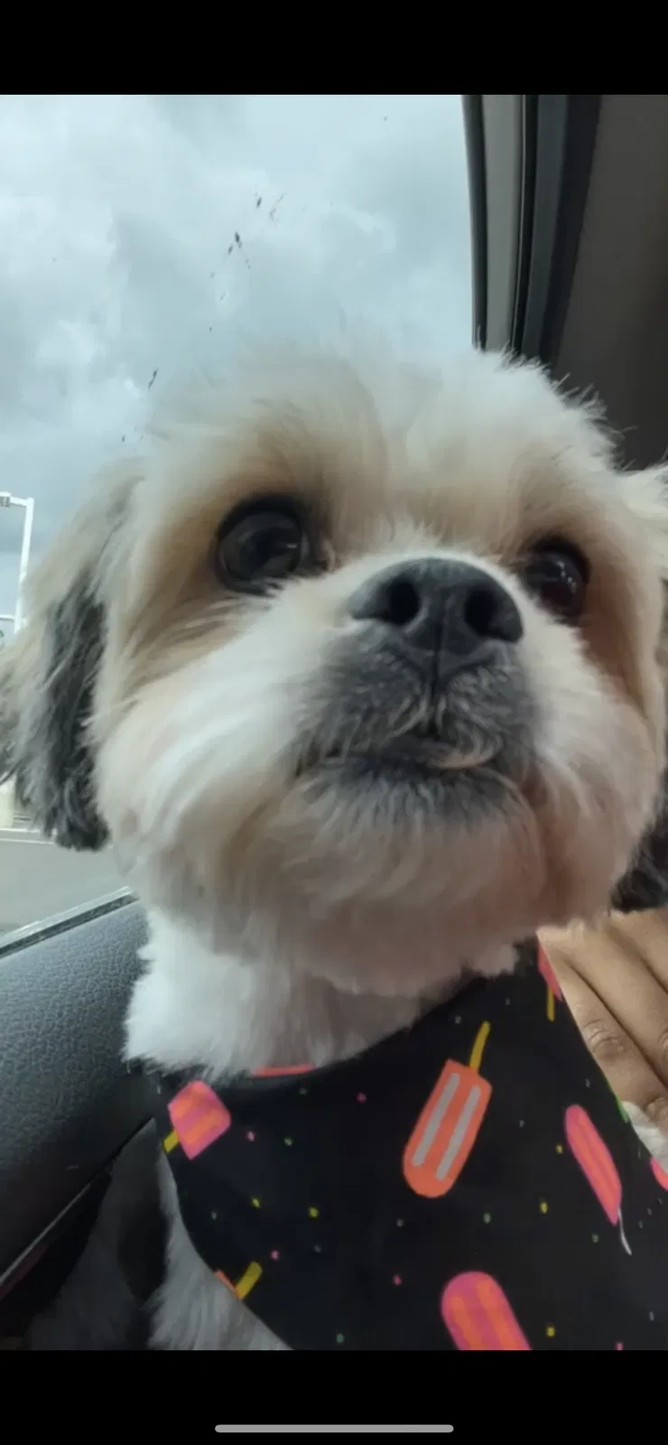 Lost dog in Maple Heights, OH, 44137
