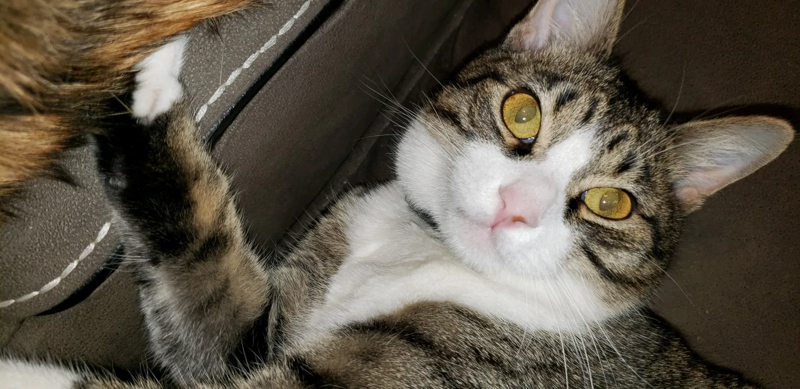 Lost cat in Aurora, CO, 80015