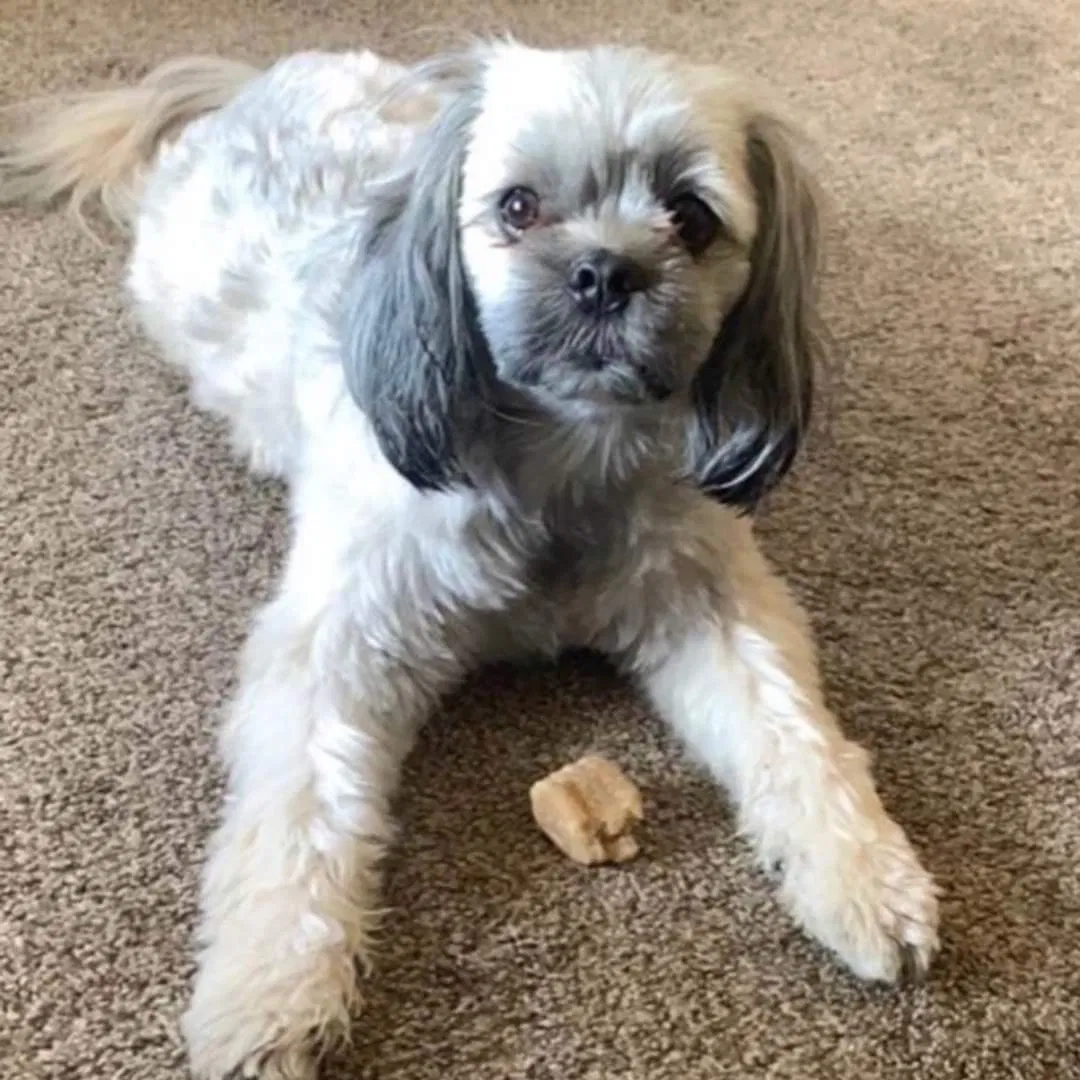 Lost dog in Mora, MN, 55051
