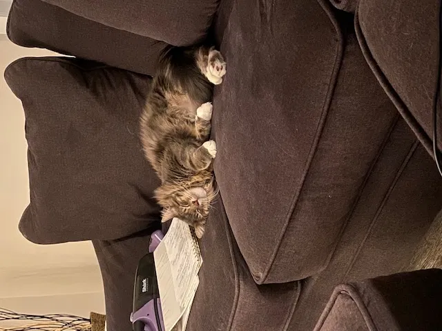 Lost cat in Vancouver, WA, 98662