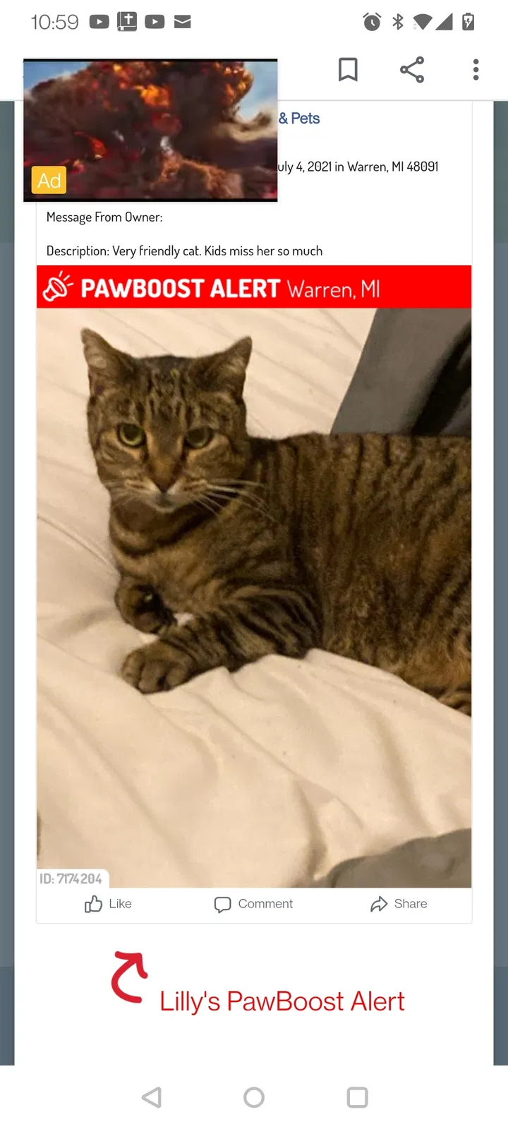 Lost cat in Warren, MI, 48091