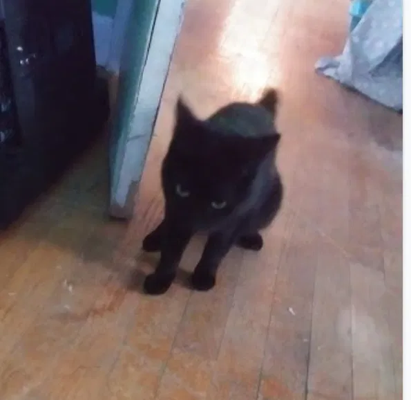 Lost cat in High Point, NC, 27263