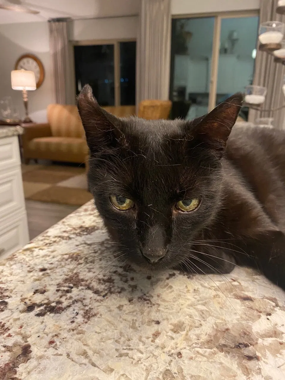 Lost cat in Tempe, AZ, 85283