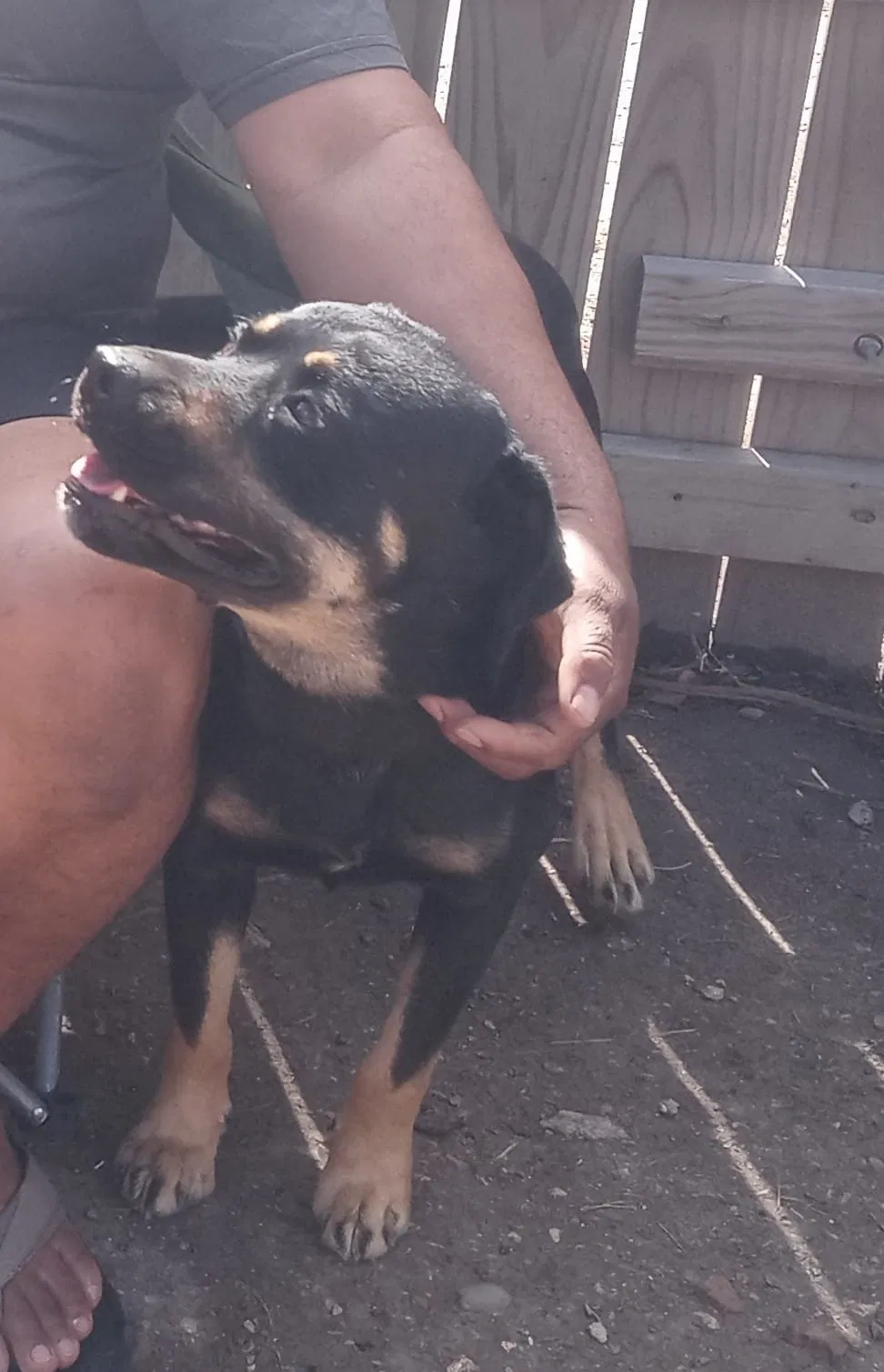 Lost dog in Brownsville, TX, 78520