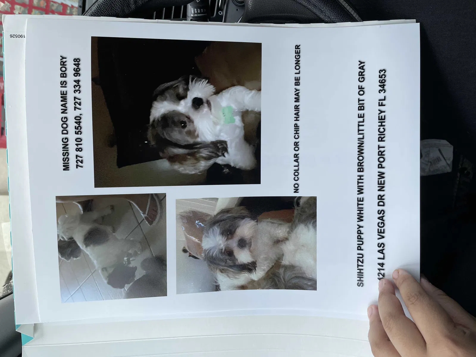 Lost dog in New Port Richey, FL, 34653