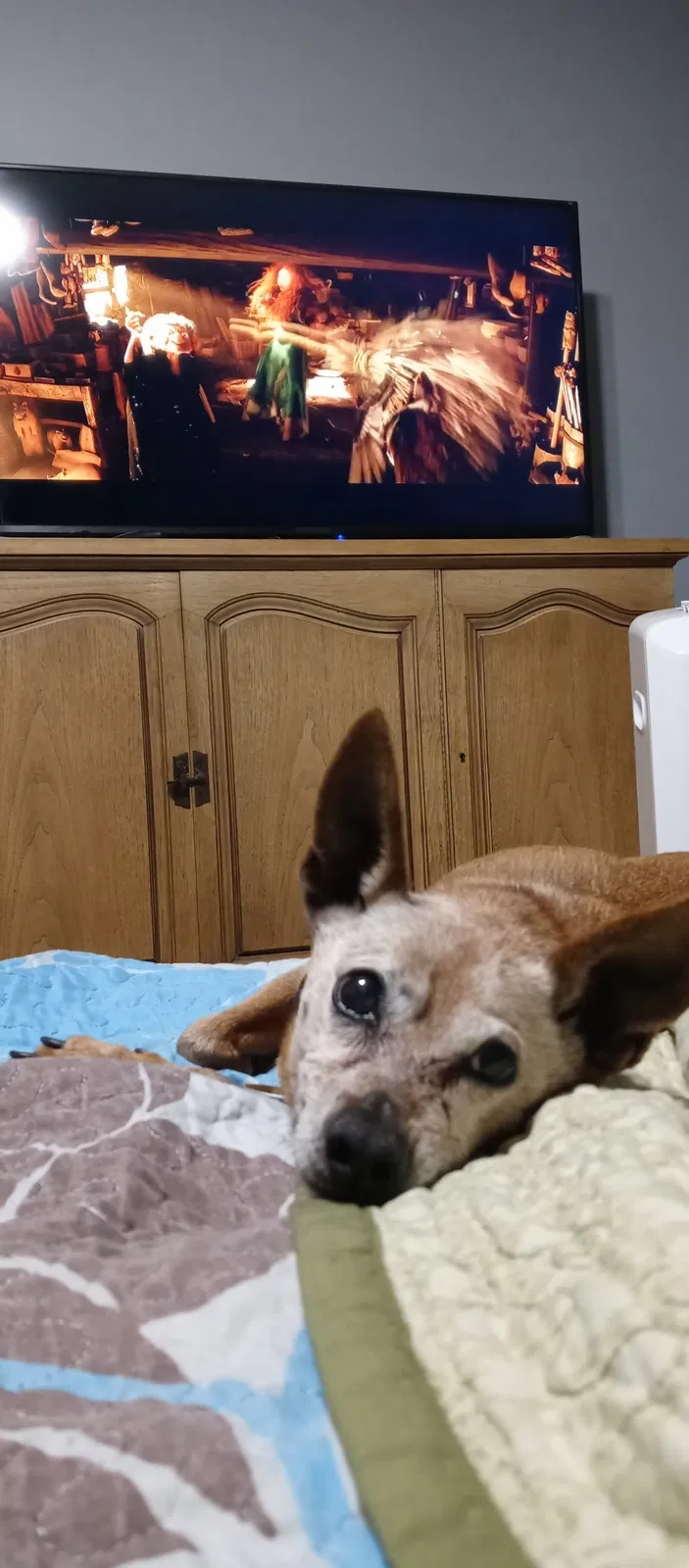 Lost dog in Modesto, CA, 95355