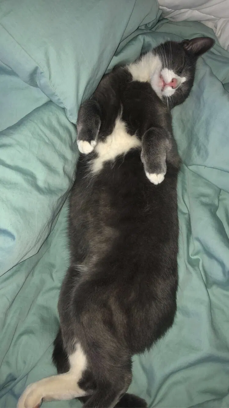 Lost cat in Escondido, CA, 92029