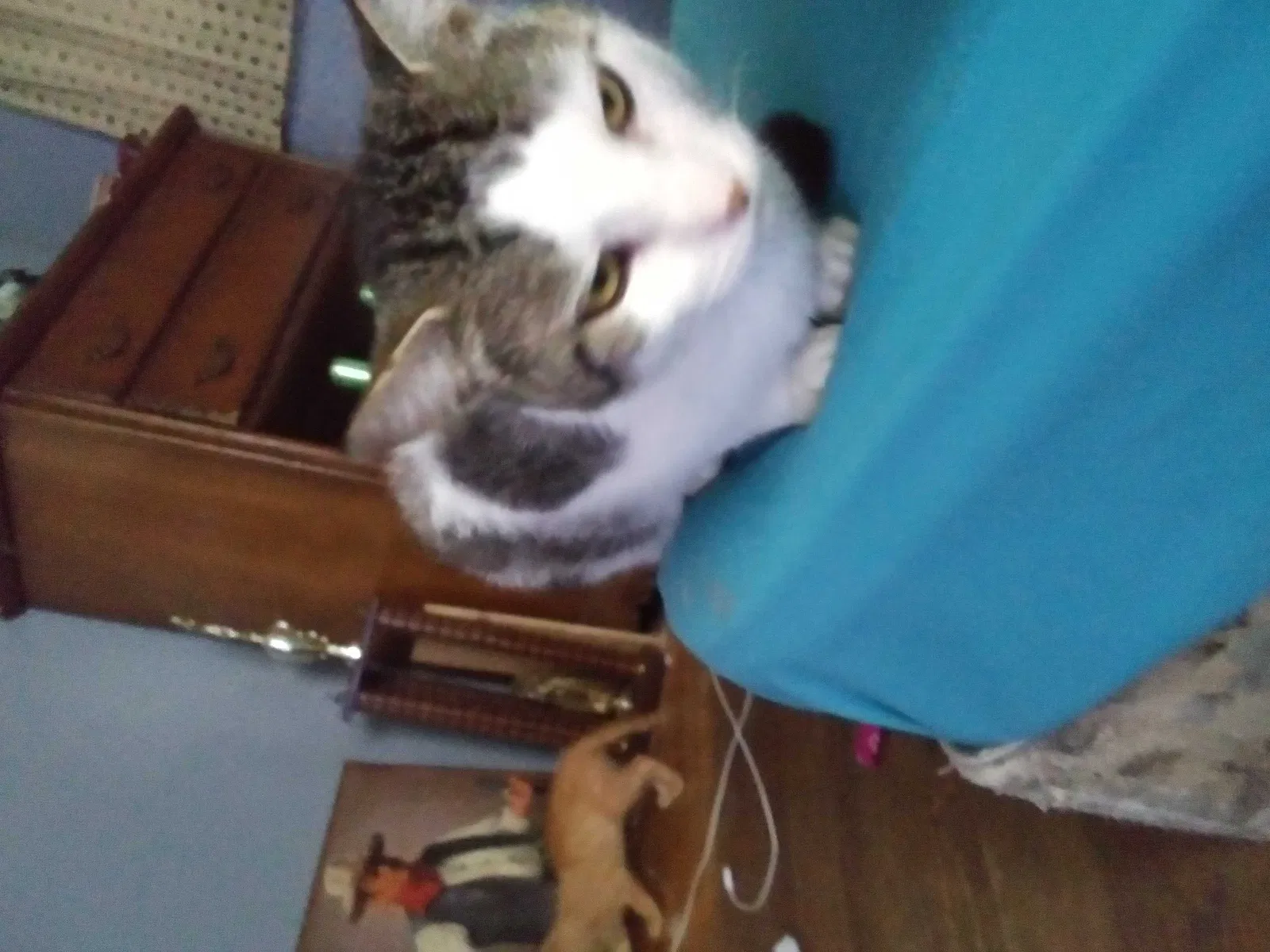 Found cat in High Point, NC, 27263
