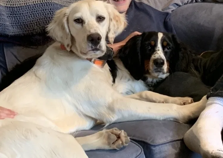 Lost dog in Mc Kenney, VA, 23872