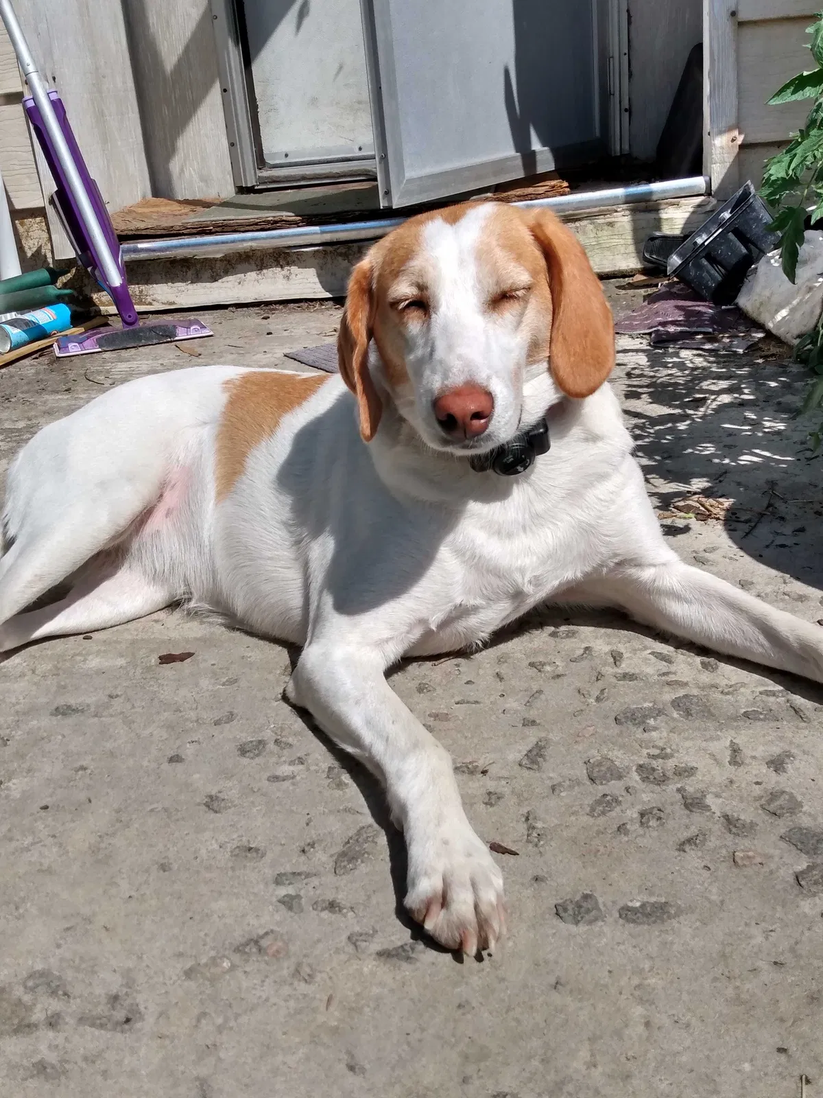 Lost dog in Branchville, VA, 23828