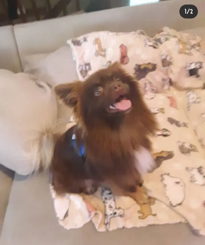 Lost dog in Springfield, MO, 65802