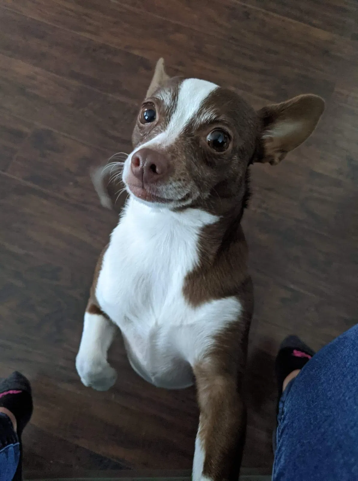 Lost dog in Commerce City, CO, 80022