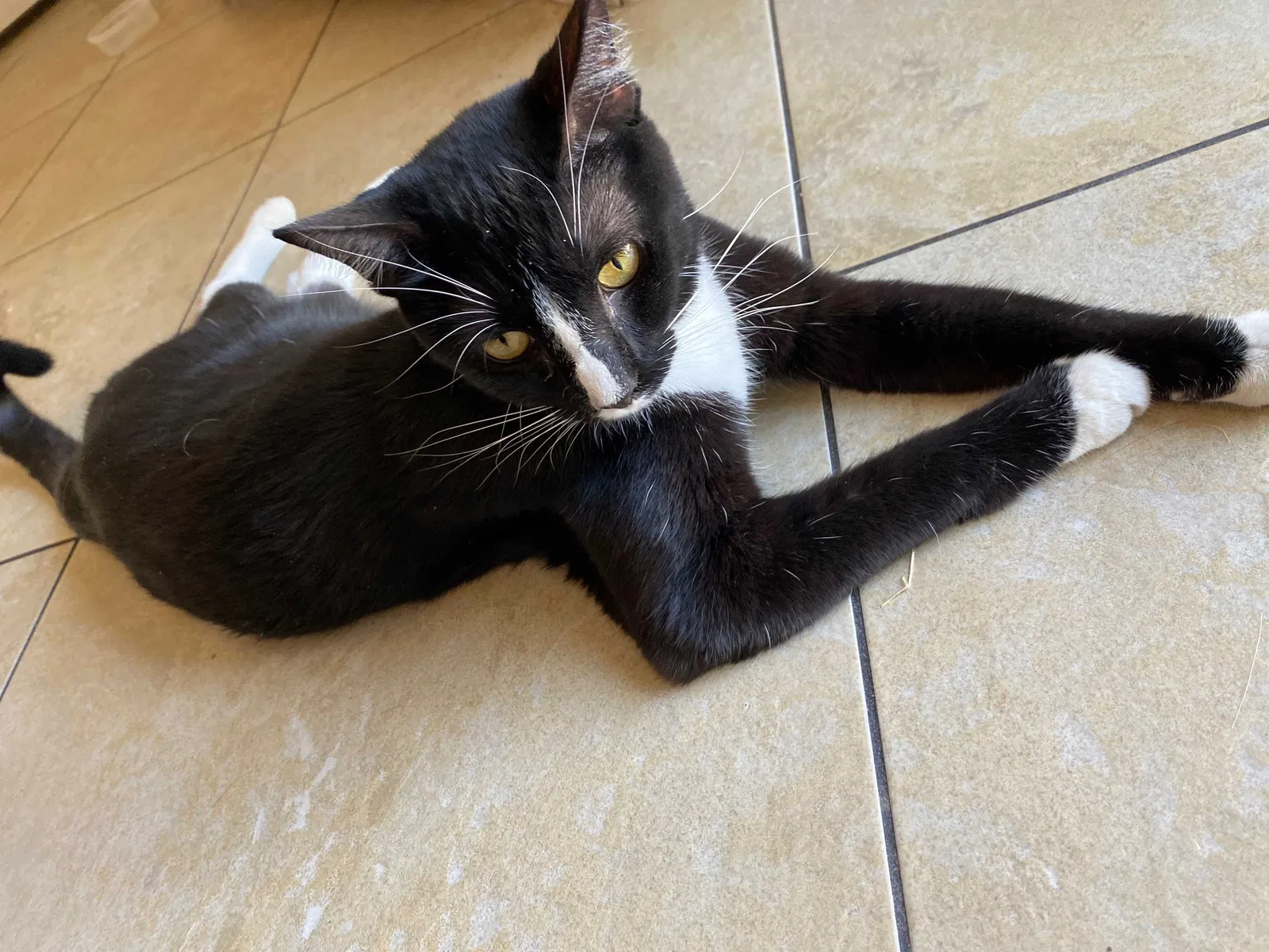 Lost cat in Las Vegas, NV, 89107