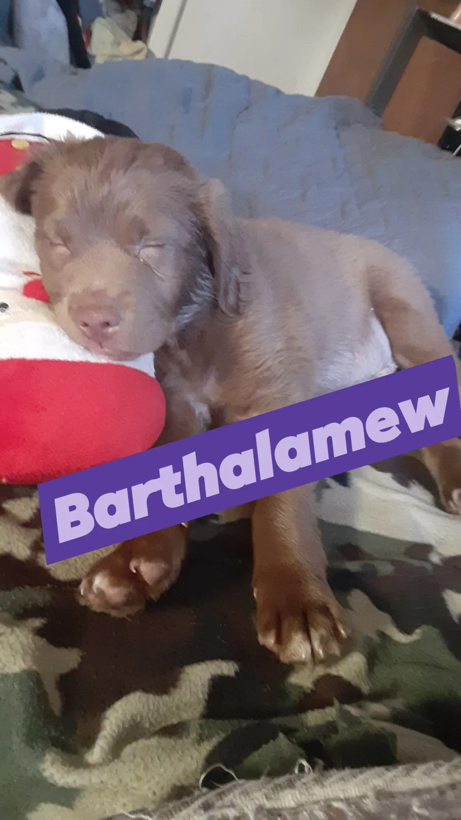 Lost dog in Saint Paul, MN, 55130