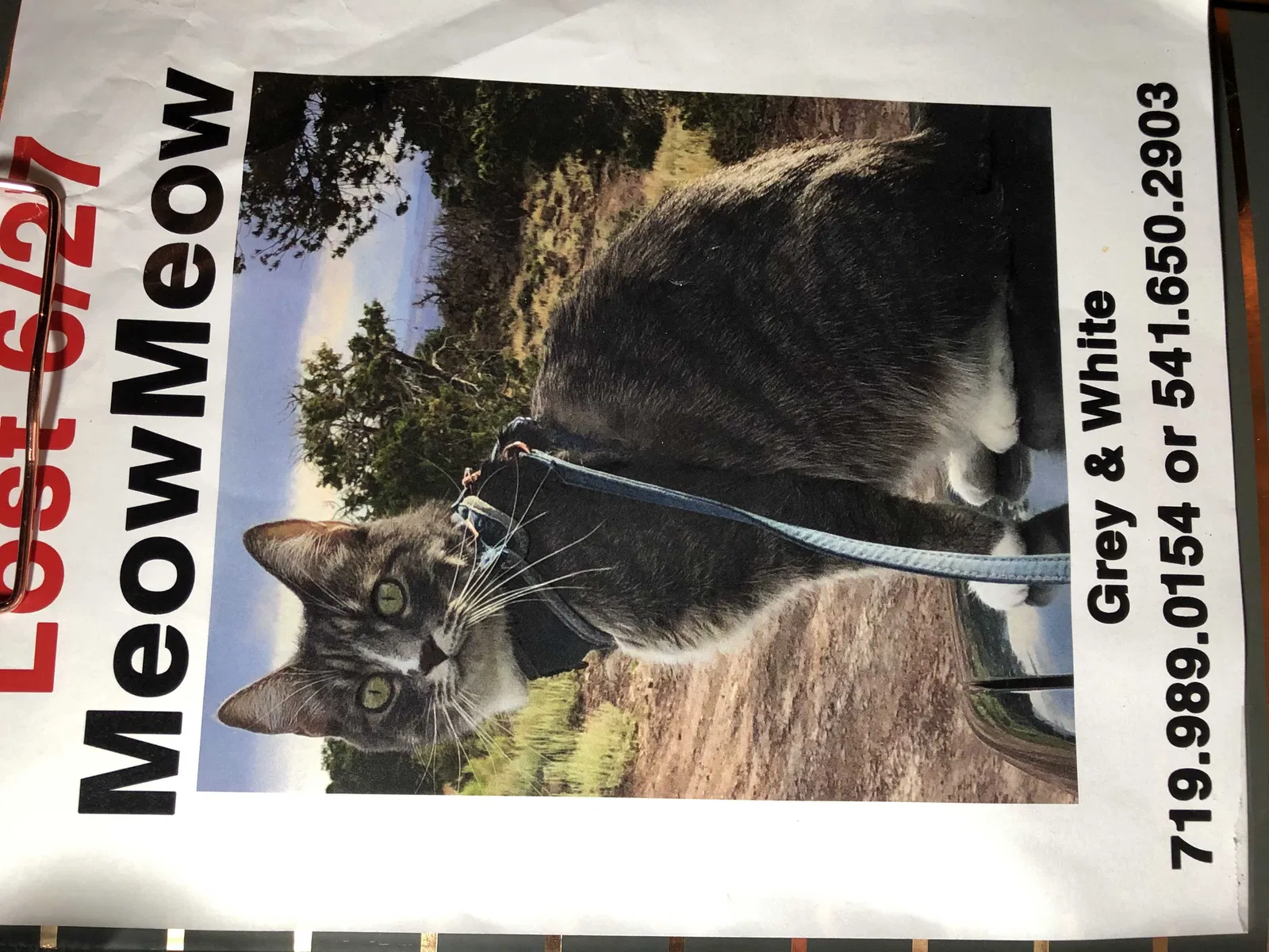 Lost cat in Laramie, WY, 82070