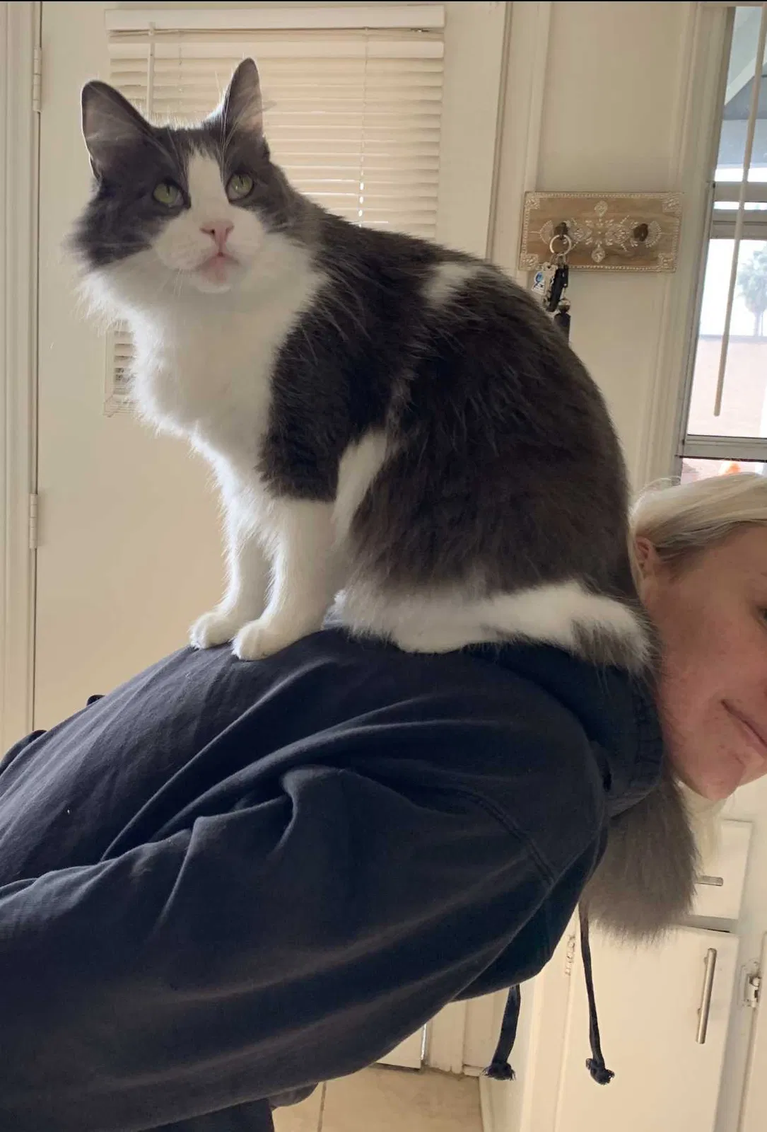 Lost cat in Oceanside, CA, 92054