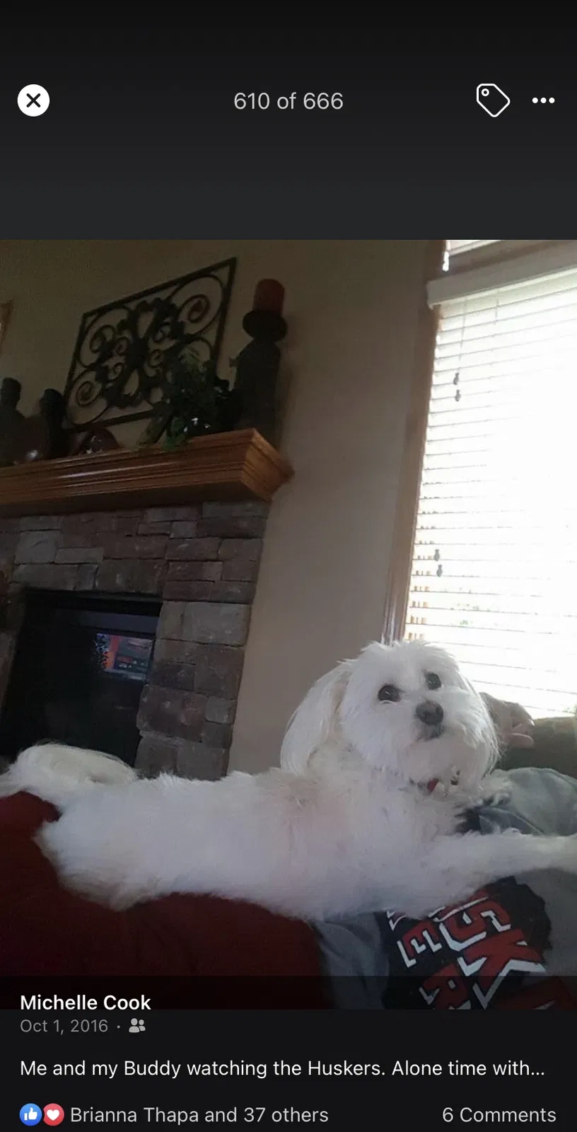 Lost dog in Bennington, NE, 68007