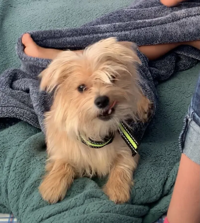 Lost dog in Perris, CA, 92570