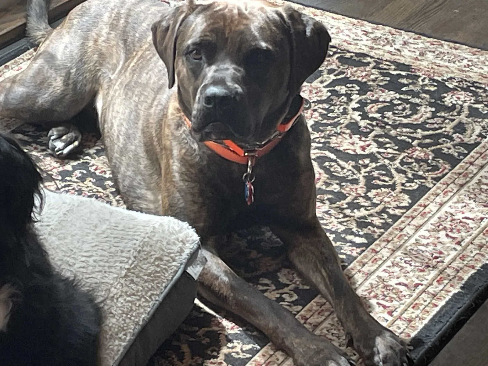 Lost dog in Columbia Station, OH, 44028