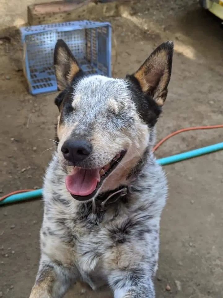 Lost dog in Dinuba, CA, 93618