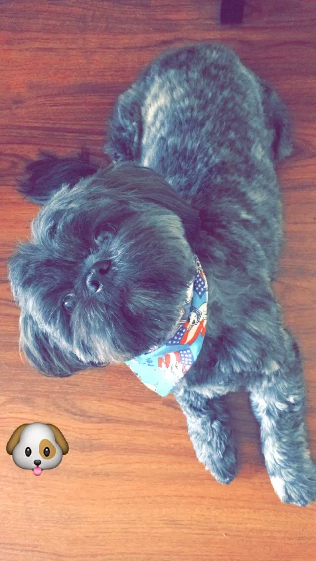 Lost dog in Atlanta, GA, 30308